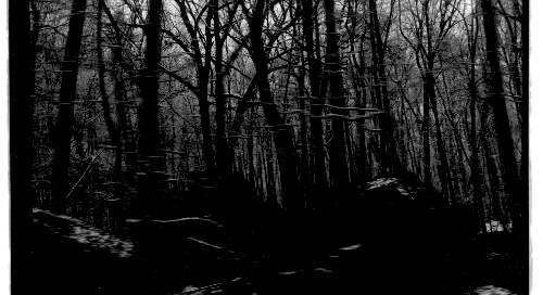 Forest Photograph "I am Knowable"